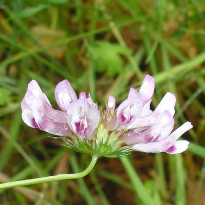 Trifolium willdenovii — flower