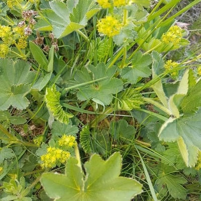 Alchemilla xanthochlora — flower