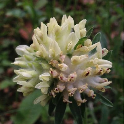 Anthyllis vulneraria — flower