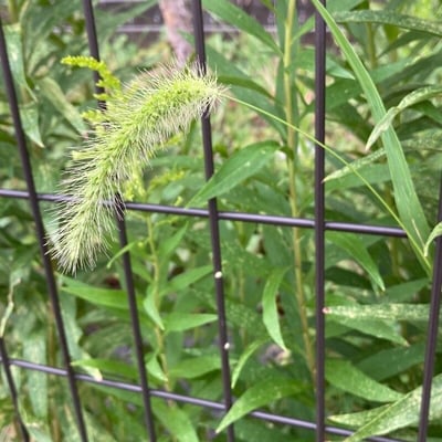 Setaria faberi — flower
