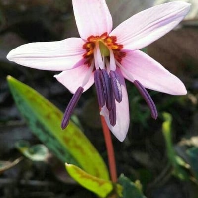 Erythronium dens-canis — flower