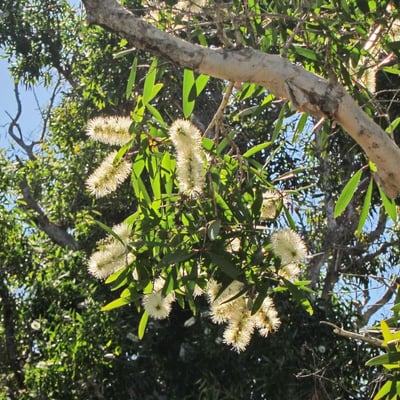 Melaleuca quinquenervia — flower