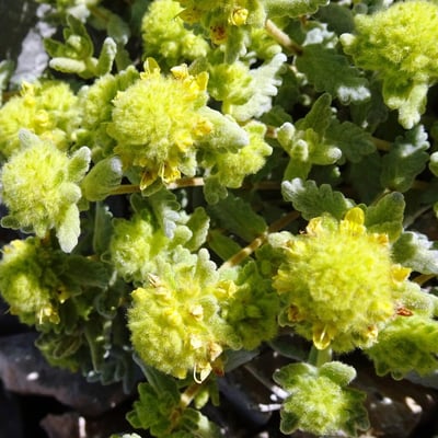 Teucrium aureum — flower