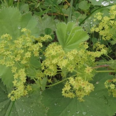 Alchemilla mollis — flower