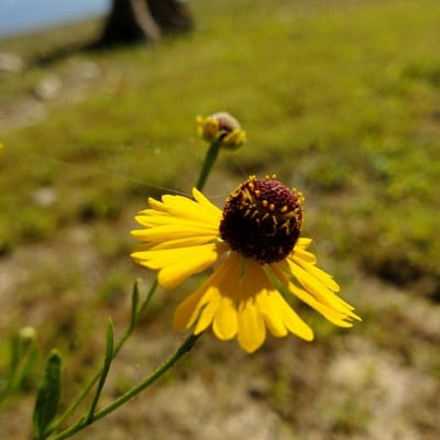 Helenium flexuosum — flower