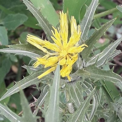 Carthamus lanatus — flower