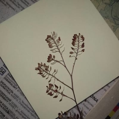 Lepidium apetalum — fruit