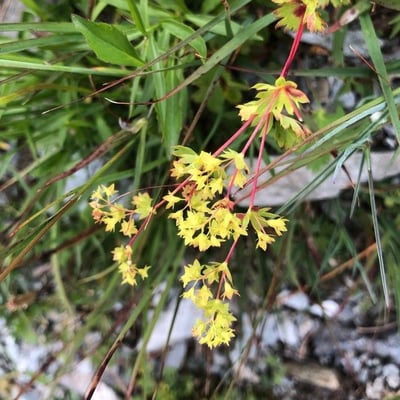 Alchemilla fissa — flower