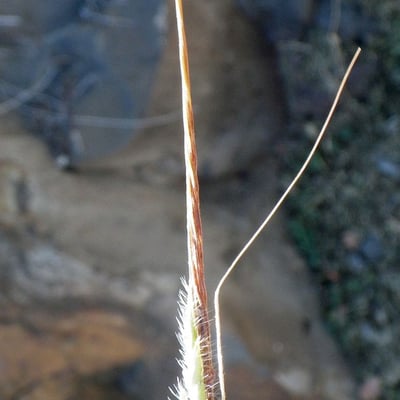 Heteropogon contortus — flower