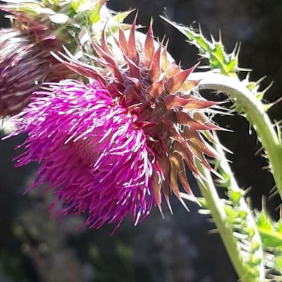 Carduus nutans — flower