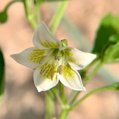 Capsicum baccatum — flower