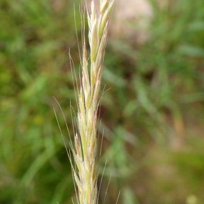 Gaudinia fragilis — flower