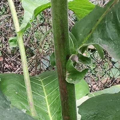 Inula racemosa — bark