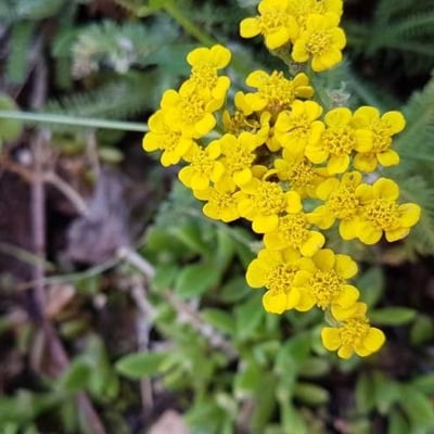 Achillea tomentosa — flower