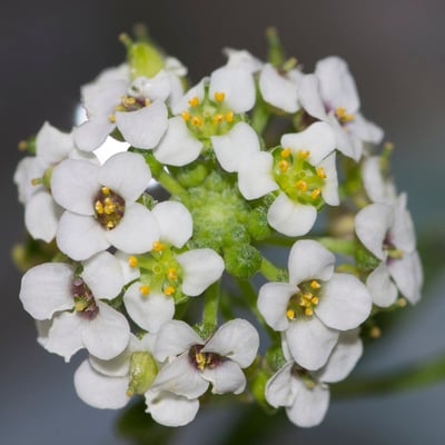 Lepidium graminifolium — flower