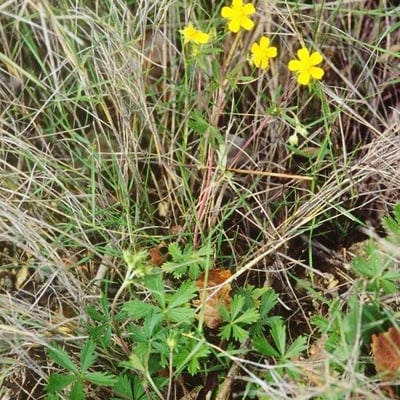 Potentilla inclinata — habit