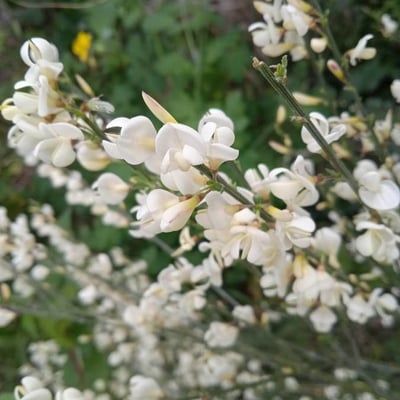 Cytisus multiflorus — flower