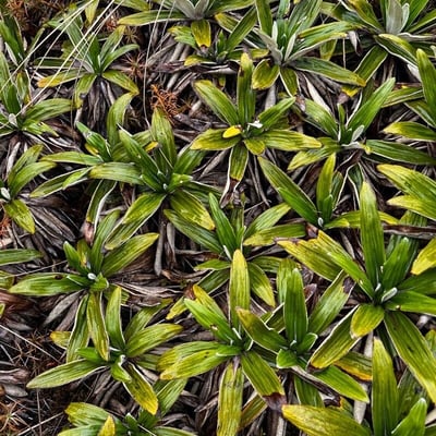 Celmisia spectabilis — leaf