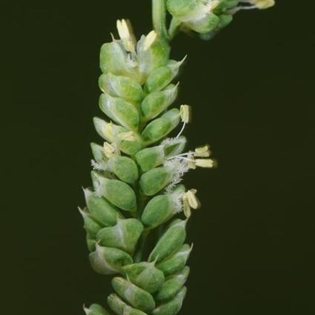 Beckmannia syzigachne — flower
