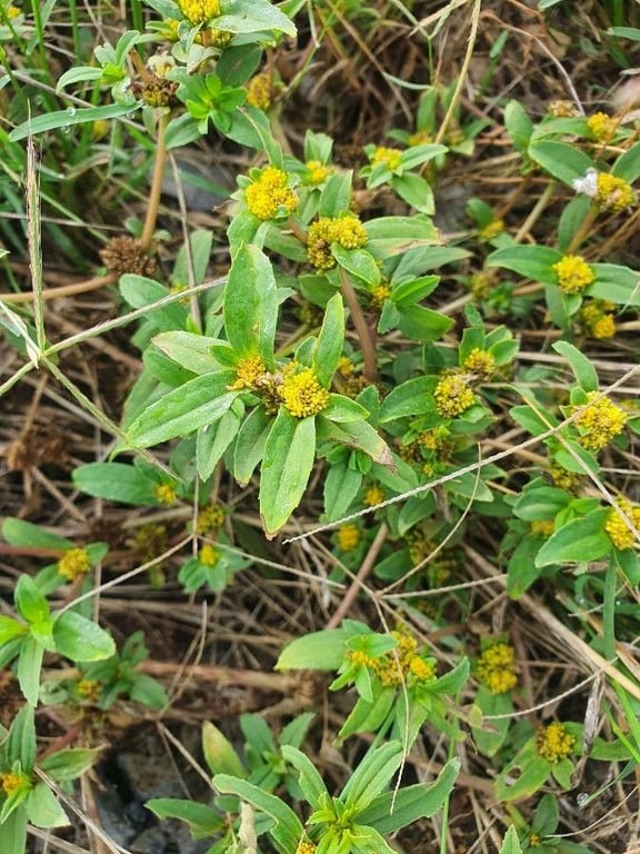 Clustered yellowtops