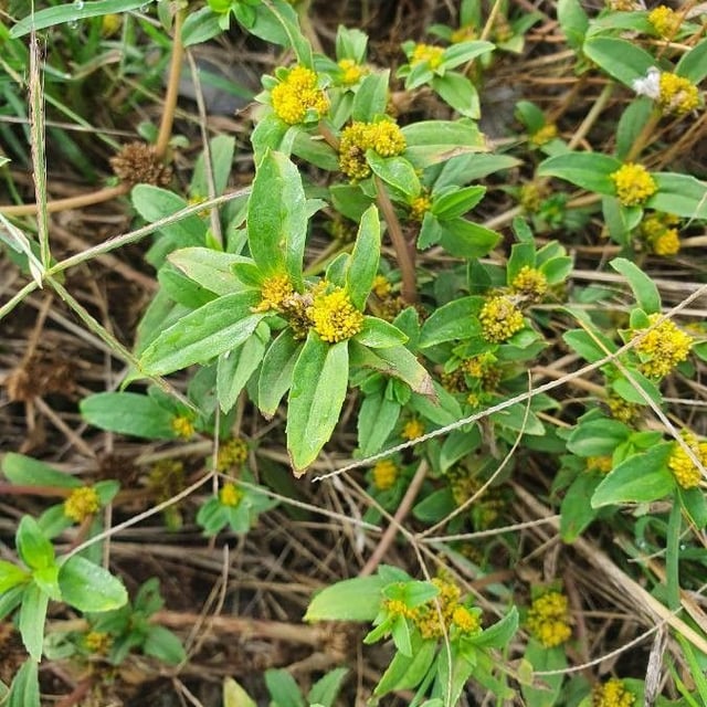 Clustered yellowtops