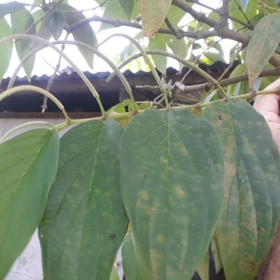 Piper aduncum — flower