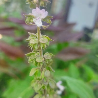 Ocimum campechianum — flower