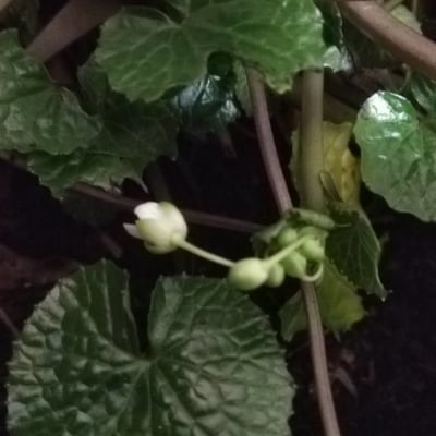 Eutrema japonicum — flower