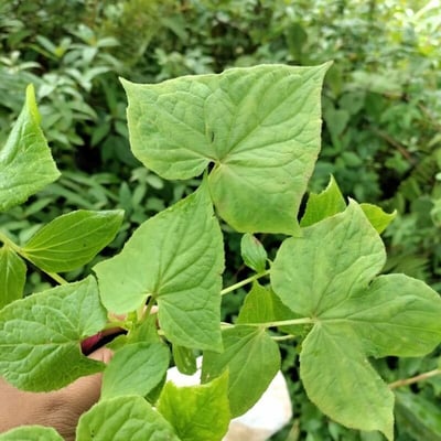 Parasenecio hastatus — leaf