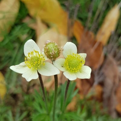 Anemone multifida — flower