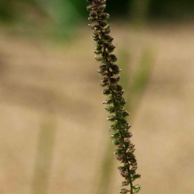 Tragus berteronianus — flower