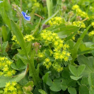 Alchemilla glaucescens — flower