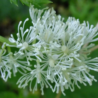 Actaea spicata — flower