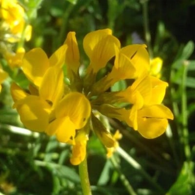 Hippocrepis comosa — flower