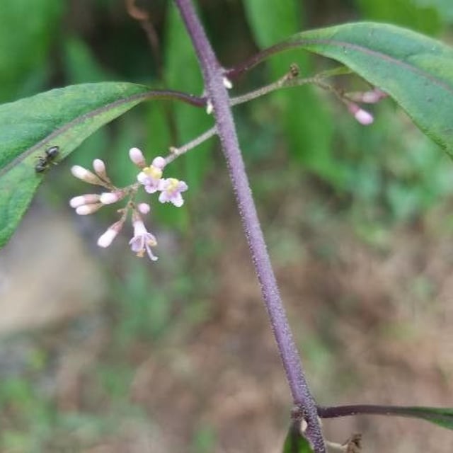 Callicarpa japonica — flower