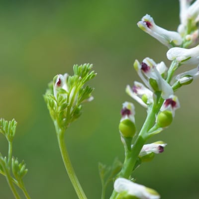 Fumaria parviflora — flower