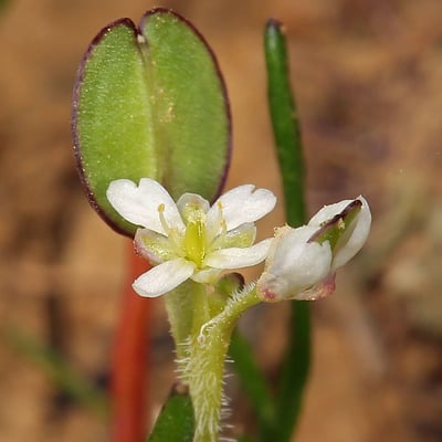 Lepidium nitidum — flower