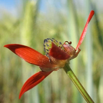 Adonis flammea — flower