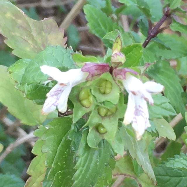 Prasium majus — flower