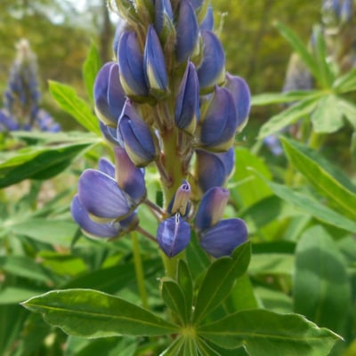 Lupinus polyphyllus — flower