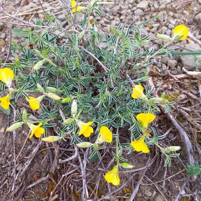 Argyrolobium zanonii — flower