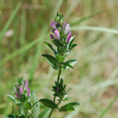 Ononis mitissima — flower