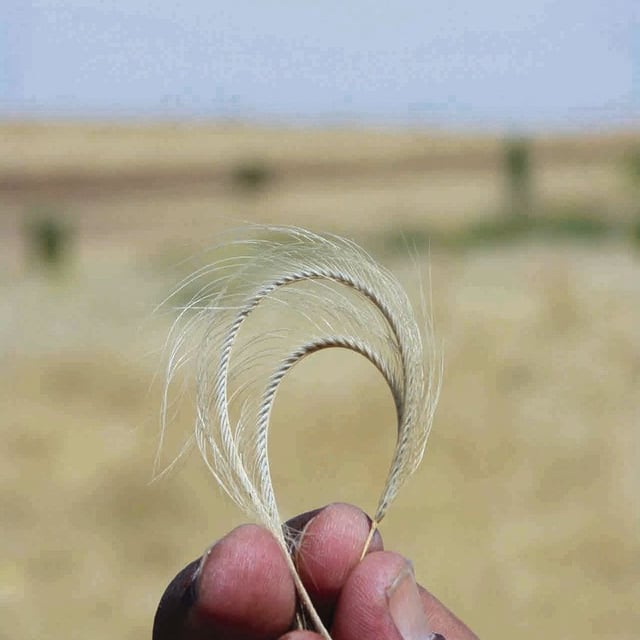 Schoenefeldia gracilis — flower