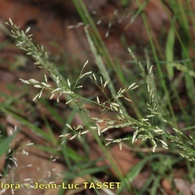 Eragrostis mexicana — flower