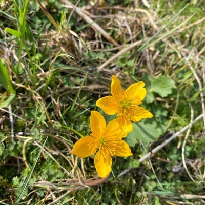 Ranunculus thora — flower