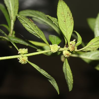 Hyptis obtusiflora — leaf