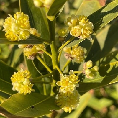 Umbellularia californica — flower