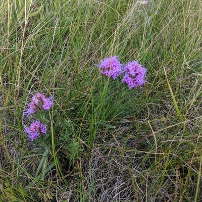 Liatris punctata — flower