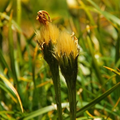 Scorzoneroides helvetica — flower