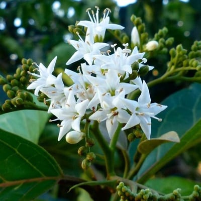 Premna serratifolia — flower
